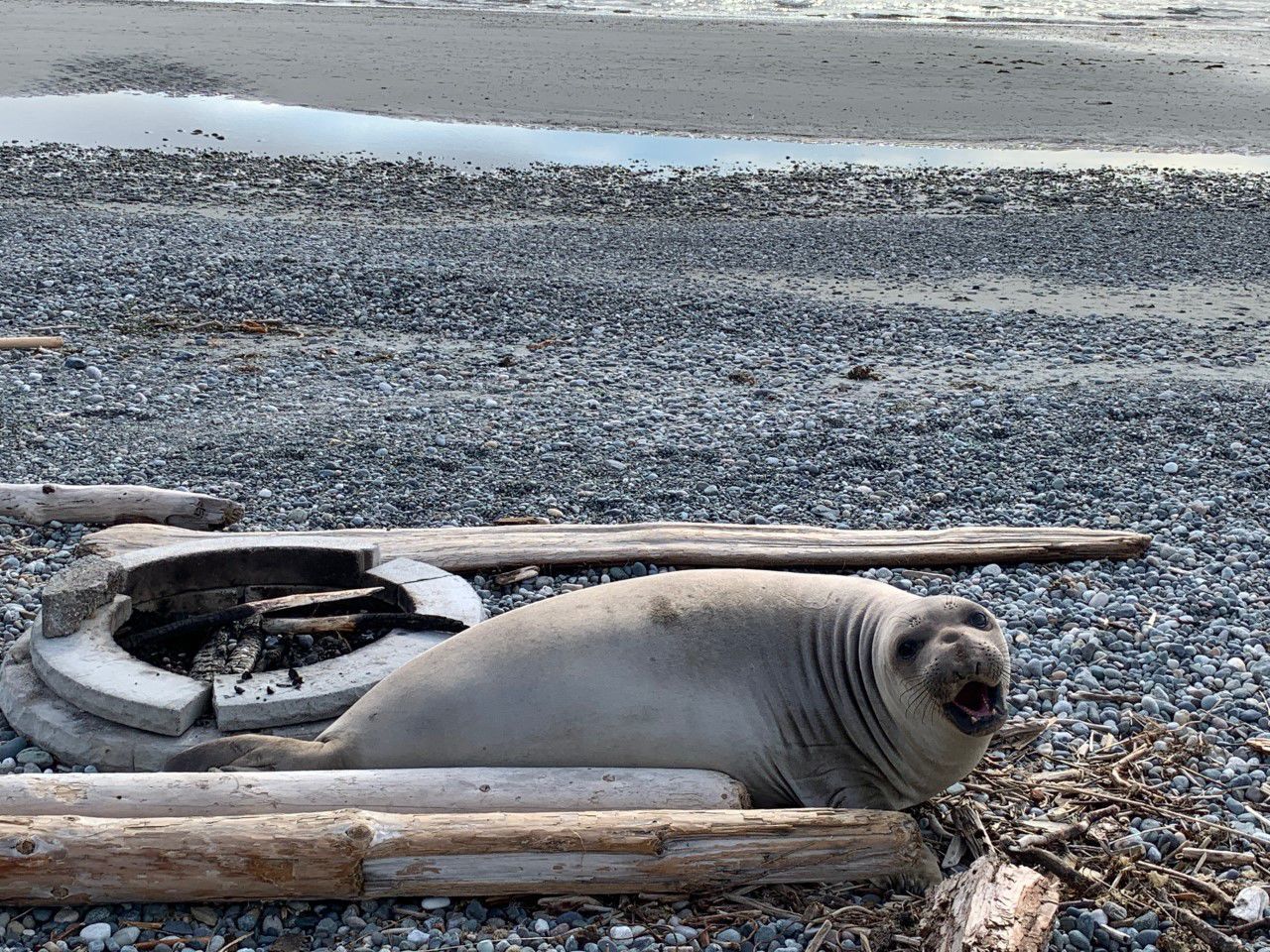 Elephant seal Elsie Mae